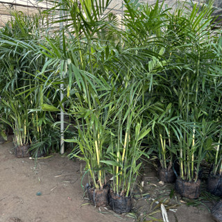 Cây Cau Hawai bụi cao 2m, lá xanh thân dày, bầu rễ chắc khỏe phát triển mạnh sau trồng