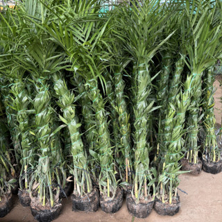 Cây Cau Hawai bụi cao 2m, lá xanh thân dày, bầu rễ chắc khỏe phát triển mạnh sau trồng
