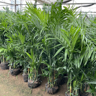 Cây Cau Hawai bụi cao 2m, lá xanh thân dày, bầu rễ chắc khỏe phát triển mạnh sau trồng