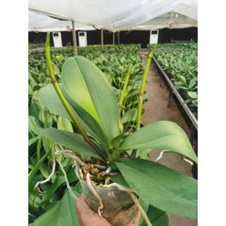 HOA LAN HỒ ĐIỆP CÂY SẴN 2-3 ngồng hoa ( ) đủ màu