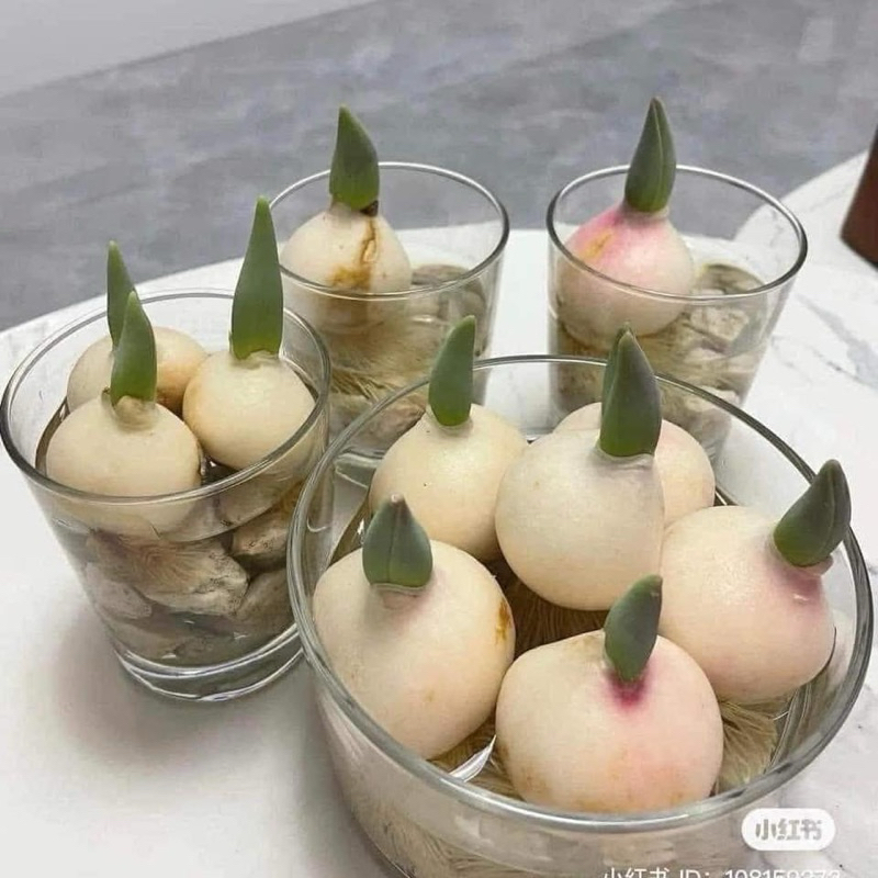  CỦ HOA TULip HÀ LAN CỦ TO KHOẺ   chuẩn giống bao sống 100%   