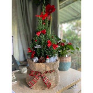 Cây Sơn Tùng Noel Trang Trí Giáng Sinh Cao 40-50cm