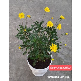 (VHST giao trong ngày) CÂY CÚC THÂN GỖ đang hoa, nhiều size.