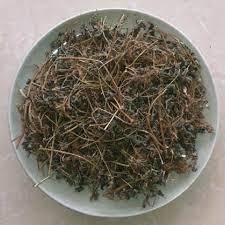 Cây bọ mắm tím, cây dòi thân tím 500g - hỗ trợ ho hen lâu ngày, long đờm.