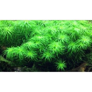 TONIA - thái dương thảo -(12 nhánh)