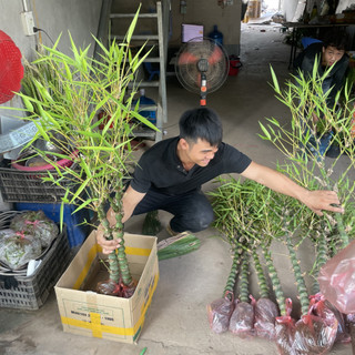 Cây Trúc Phật Bà cao 1m thân to lá xanh khỏe, cây trồng dễ sống đẻ nhánh mạnh và phát triển nhanh