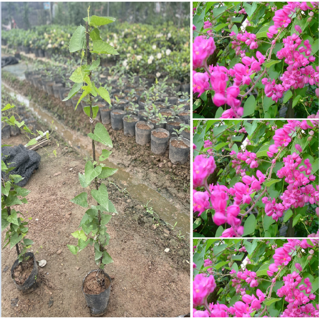 Cây hoa TIGON ngọn dài 80cm, bầu rễ khỏe phát triển nhanh sau khi trồng