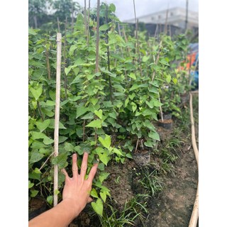 Cây hoa TIGON ngọn dài 80cm, bầu rễ khỏe phát triển nhanh sau khi trồng