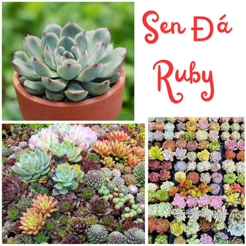 Sen đá Ruby