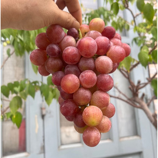 NHO PHAN RANG NINH THUẬN 💥💥 Combo 2Kg