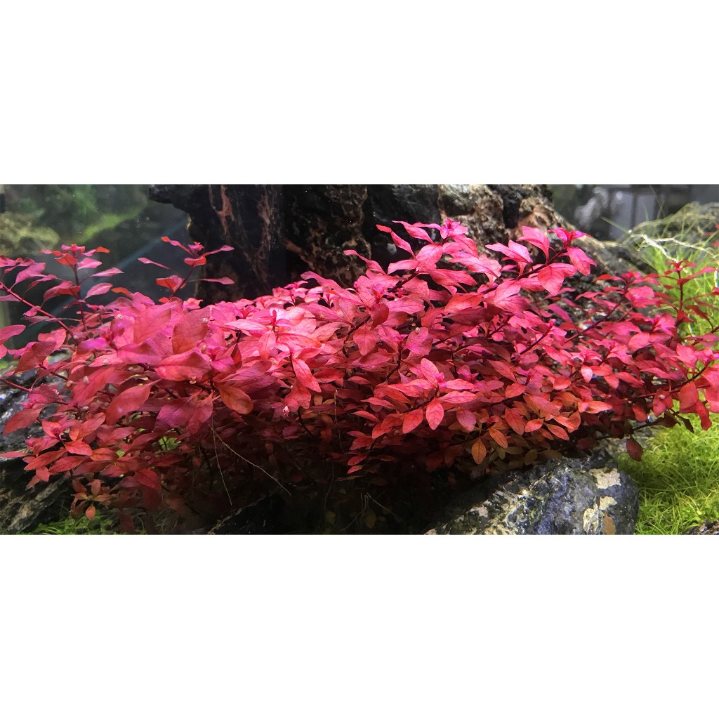 TÂN ĐẾ TÀI HỒNG (15 NGỌN) KHÔNG CO2