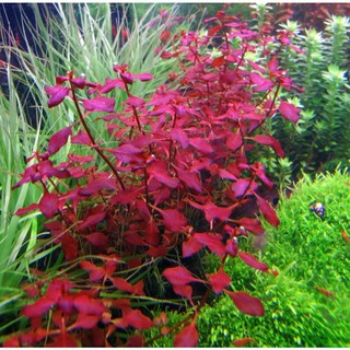 TÂN ĐẾ TÀI HỒNG (15 NGỌN) KHÔNG CO2