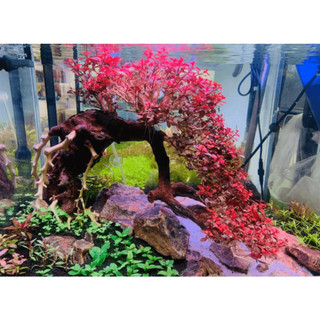 TÂN ĐẾ TÀI HỒNG (15 NGỌN) KHÔNG CO2