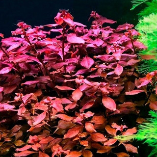 TÂN ĐẾ TÀI HỒNG (15 NGỌN) KHÔNG CO2