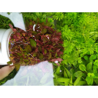 TÂN ĐẾ TÀI HỒNG (15 NGỌN) KHÔNG CO2