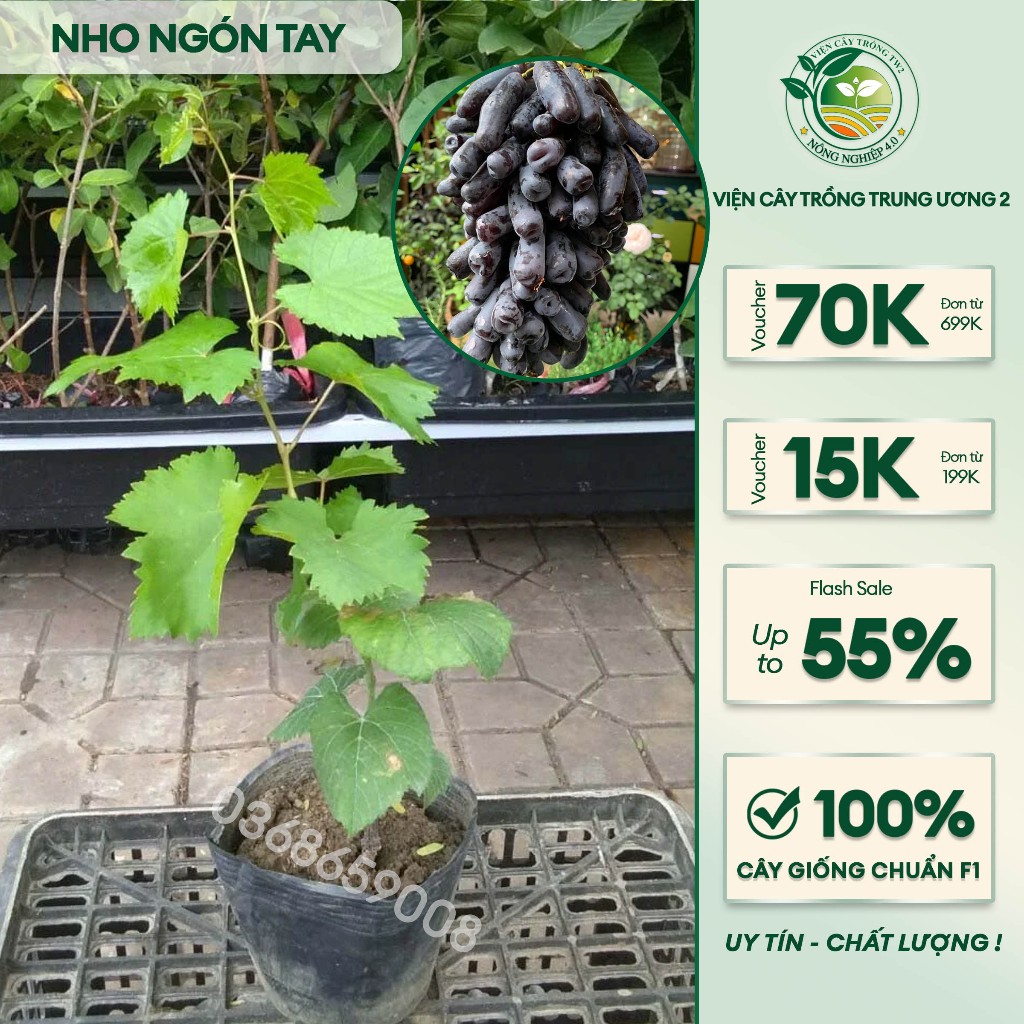 Nho ngón tay đen-Nho ngón tay của úc giống nho lai