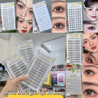 Lông mi rời MUSE _10 hàng, Mi giả hottrend