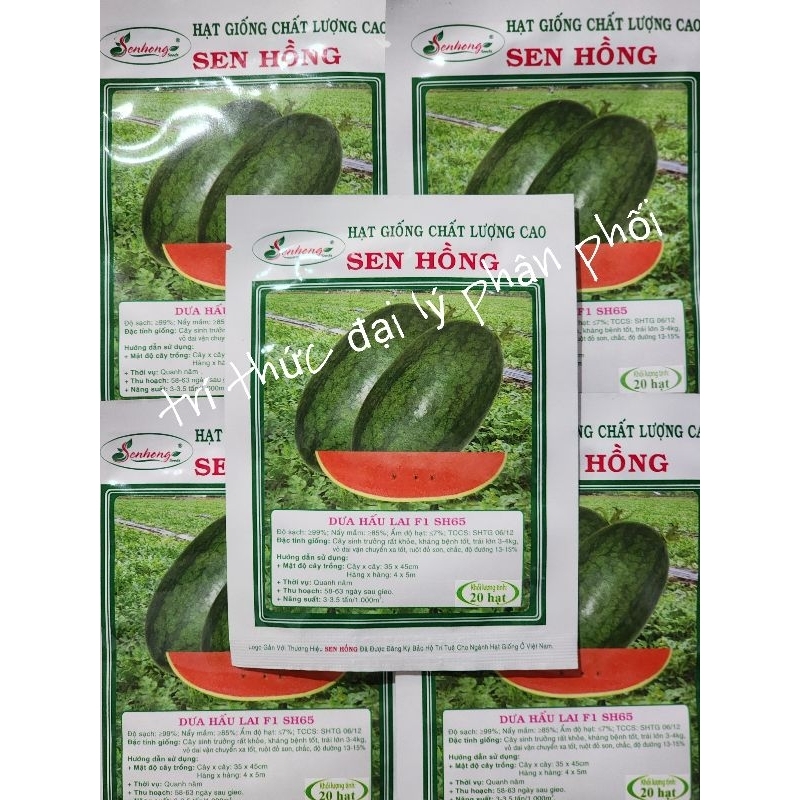 hạt giống dưa hấu sh65 sen hồng gói 20 hạt.