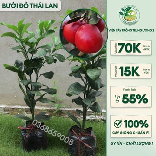 BƯỞI RUBY ĐỎ THÁI LAN -da đỏ ruột đỏ,SIÊU TRÁI QUẢ ĐỎ RUỘT ĐỎ KHÔNG HẠT 1 NĂM CÓ TRÁI