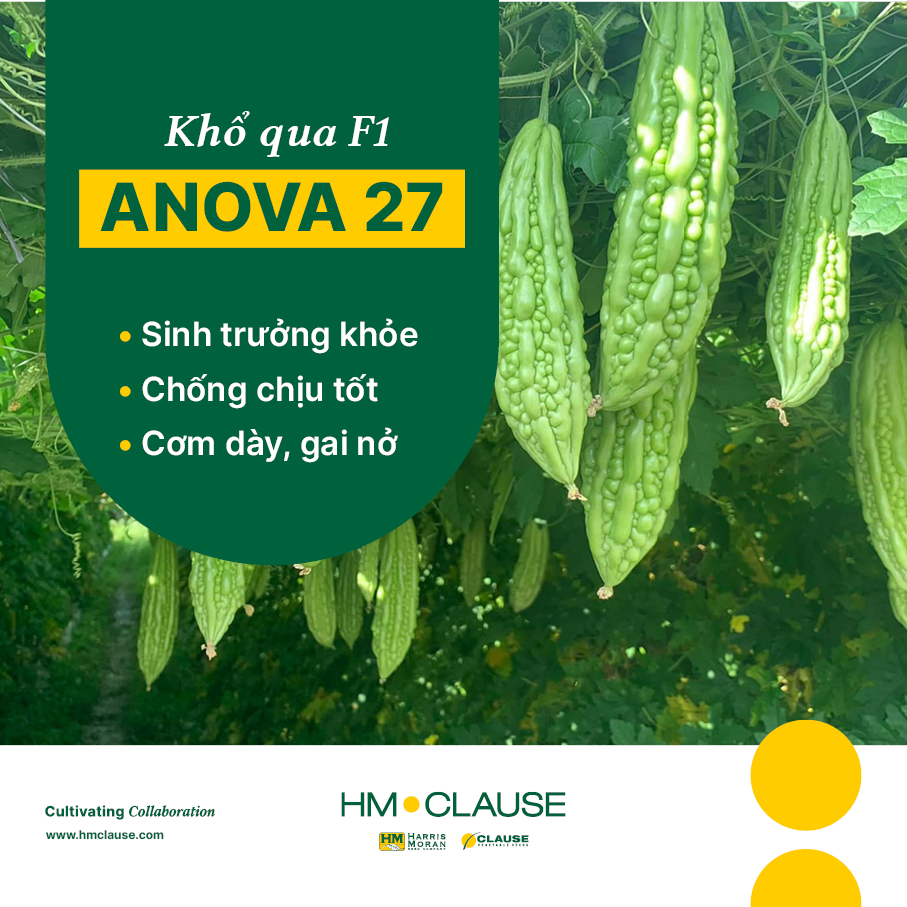 [20g] Hạt giống Khổ qua F1 ANOVA 27 trái dài 15-18cm, sinh trưởng khỏe, gai nở