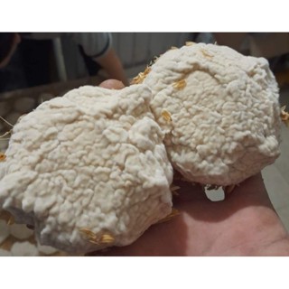 Men Rượu Cổ Truyền, Men Bắc 100% Làm từ gạo và thuốc bắc  _ 100Gr