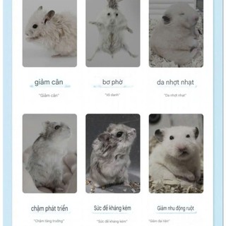 Diệt Ve, Bọ chét YEE cho Hamster, Thỏ, Bọ, Chinchilla, Sóc, Smallpet
