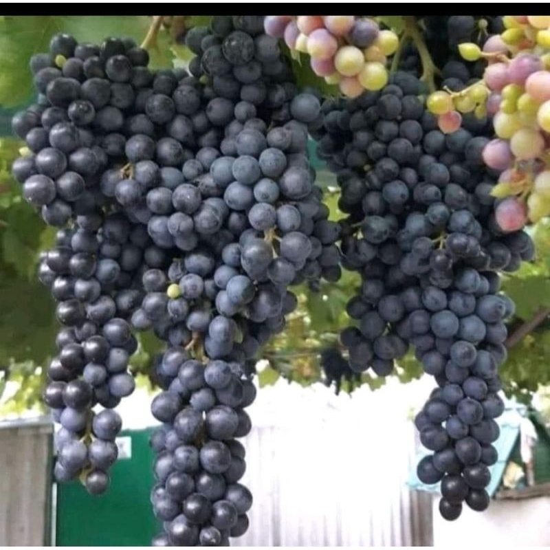 Cây giống nho bailey ( nho đen)