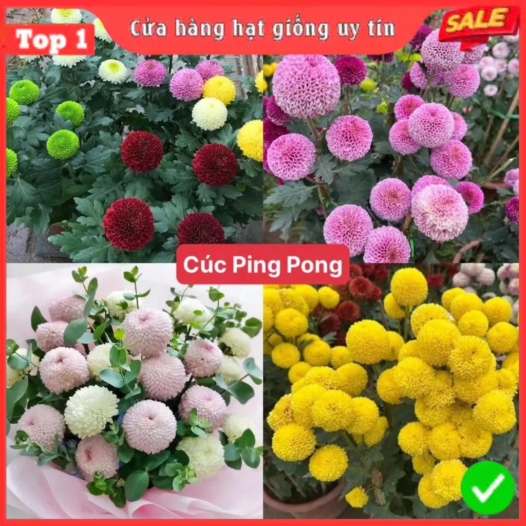 Hạt Giống Hoa Cúc Ping Pong Mix 7 màu Loại dễ trồng tỉ lệ nảy mầm 98% hoa nở siêu đẹp liên tục 4 mùa