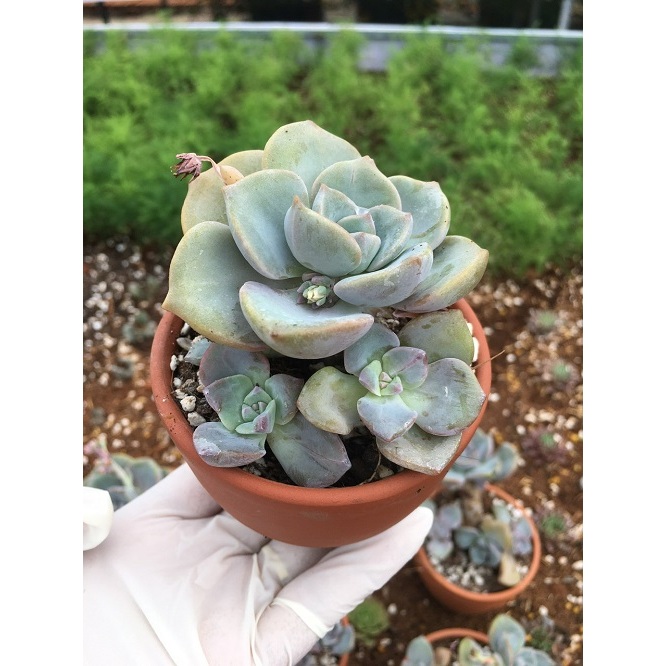 CHẬU GỐM ĐẤT NUNG SEN ĐÁ HỒNG MẬP # HOA MÀU VÀNG & MÀU HỒNG ĐỎ THẬT CUTE _ CHẬU GỐM NHƯ HÌNH