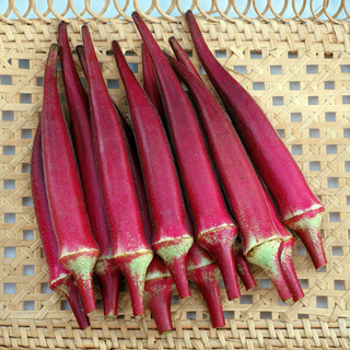 Deal 2k - 20 Hạt Giống Đậu Bắp Đỏ Cao Sản - Nảy mầm 85% (túi zip)