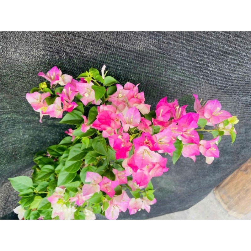 Cây 🌲 Hoa giấy phớt hồng....leo giàn đang hoa