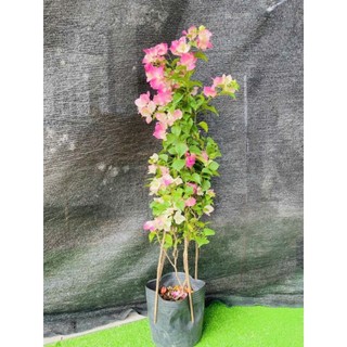 Cây 🌲 Hoa giấy phớt hồng....leo giàn đang hoa