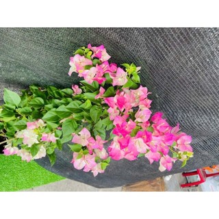 Cây 🌲 Hoa giấy phớt hồng....leo giàn đang hoa