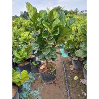 Cây 🌲 Bàng Singapore...cao 1m5