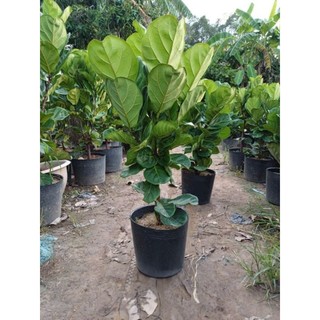 Cây 🌲 Bàng Singapore...cao 1m5