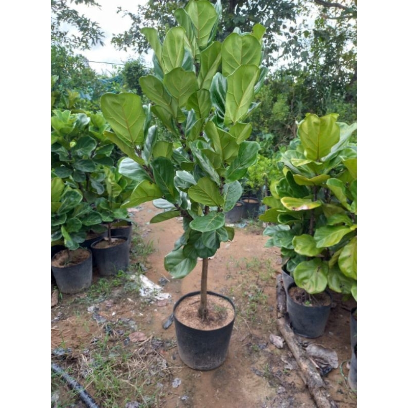 Cây 🌲 Bàng Singapore...cao 1m5