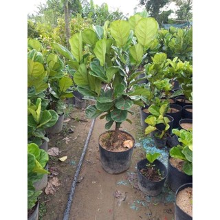 Cây 🌲 Bàng Singapore...cao 1m5