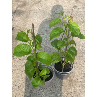 Chậu cây giống dưa tây