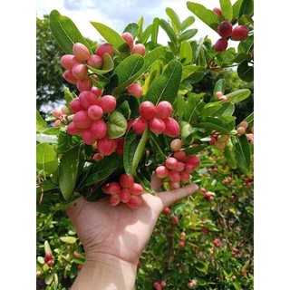 Cây 🌲 Siro... đang trái