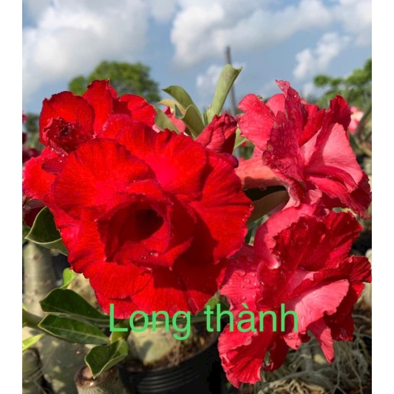 Cây 🌲 Sứ Long thành.