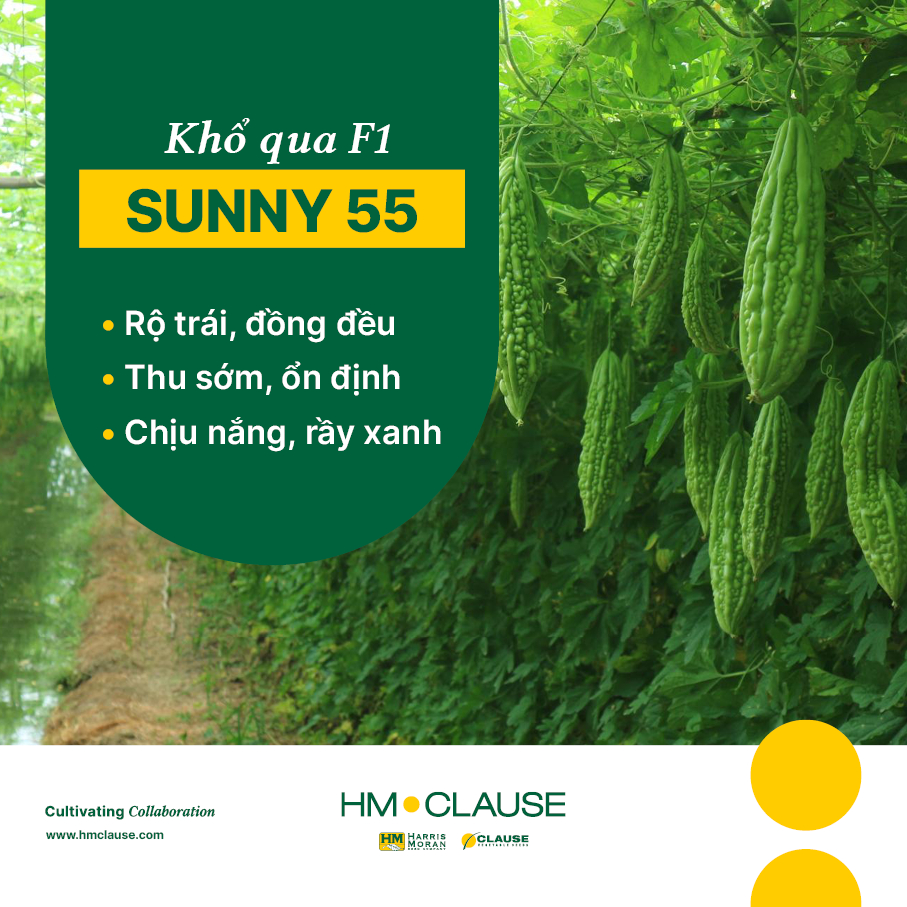 [Gói 20g] Hạt giống Khổ qua F1 SUNNY 55 trái dài 20-22cm, chịu nhiệt và rầy xanh, năng suất cao