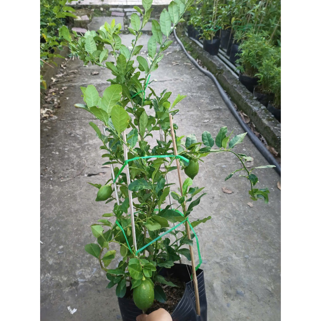 Chậu Chanh Vàng Eureka gốc chiết đang trái - Chanh Úc, Chanh Vàng Mỹ, Chanh Nước Hoa, Chanh Quảng Đô