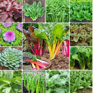 Hạt Giống Rau Ăn Lá Quanh Năm - Chất Lượng Đảm Bảo, Tỷ Lệ Nảy Mầm Cao