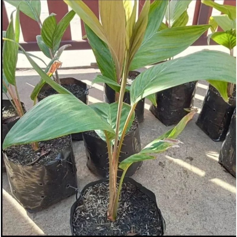 Mây Inđo Salak Gula lưỡng tính ( 2 Cây )