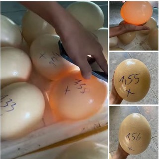 trứng đà điểu