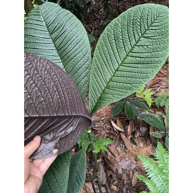 1kg Lá Khôi nhung tươi  💝 💖 hỗ trợ trào ngược viêm loét dạ dày,an toàn hiệu quả