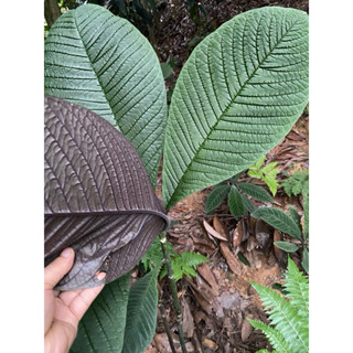 1kg Lá Khôi nhung tươi  💝 💖 hỗ trợ trào ngược viêm loét dạ dày,an toàn hiệu quả