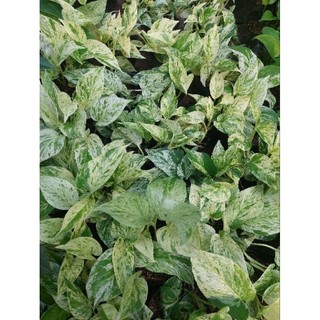 Trầu bà cẩm thạch (chậu 3 nhánh)