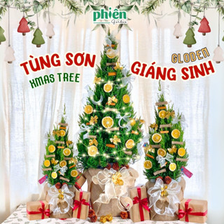 Cây Tùng Sơn Noel Giáng Sinh Trang Trí Vàng Cổ Điển, Cây Sơn Tùng Thật Christmas 2024