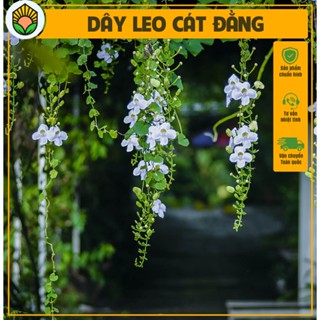 Cây Cát Đằng - Dây leo giao động 50-60 cm - Hoa xinh xắn trang trí ngoại thất